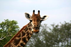 giraffes akeru IMG_4511.JPG